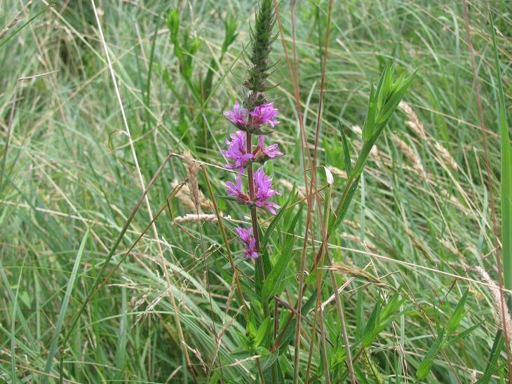 Lythrum salicaria